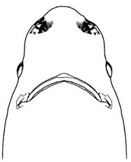 Centroscyllium fabricii_03_bis.jpg